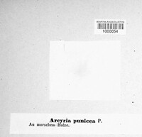 Arcyria denudata image